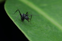 Camponotus