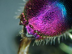Chrysis angustula