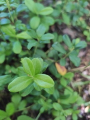 Vaccinium vitis-idaea