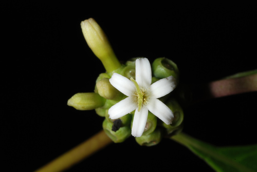 redgal (Morinda royoc)