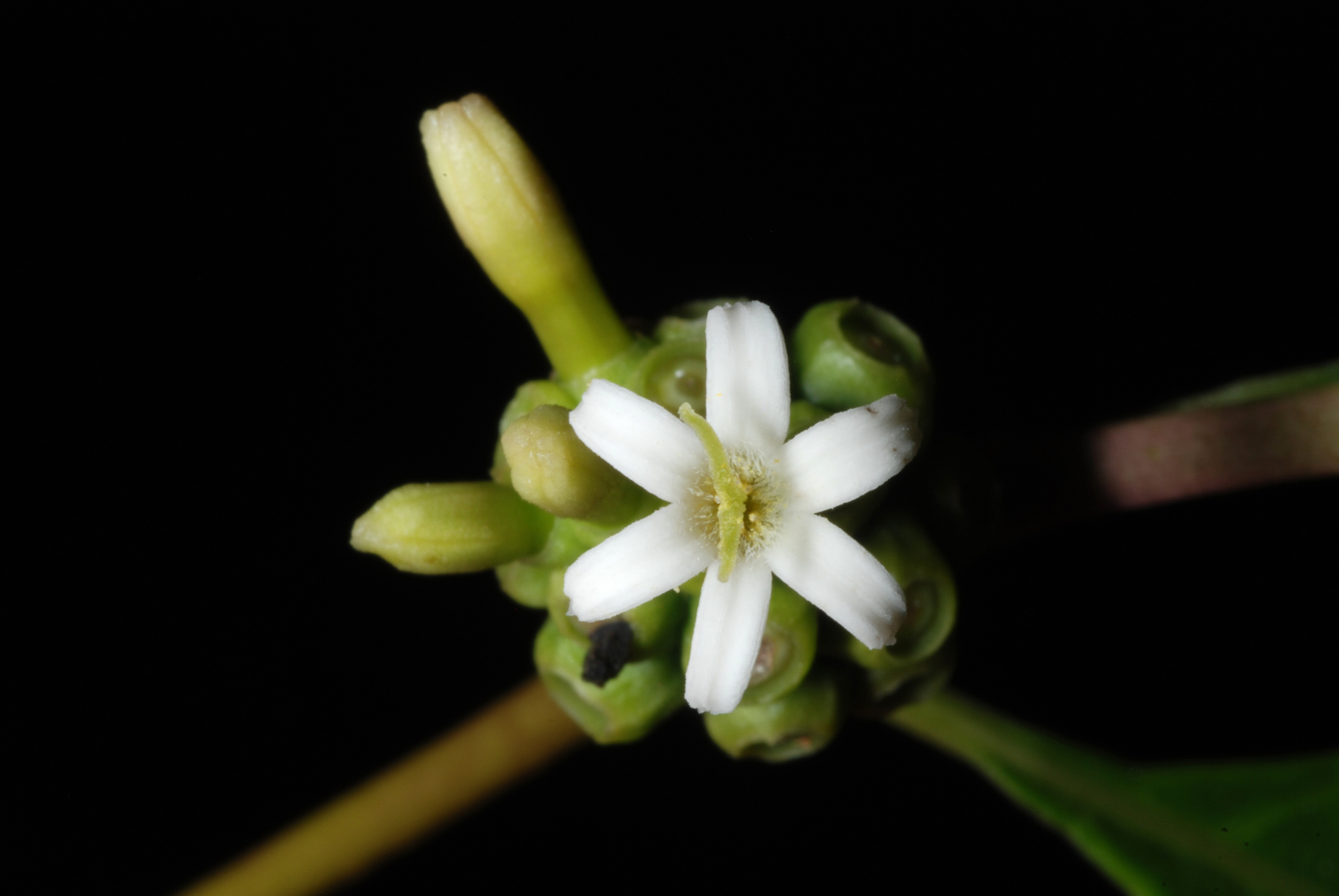 Morinda royoc