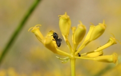 Camponotus vagus