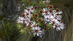 Diplostephium ericoides