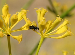 Camponotus vagus