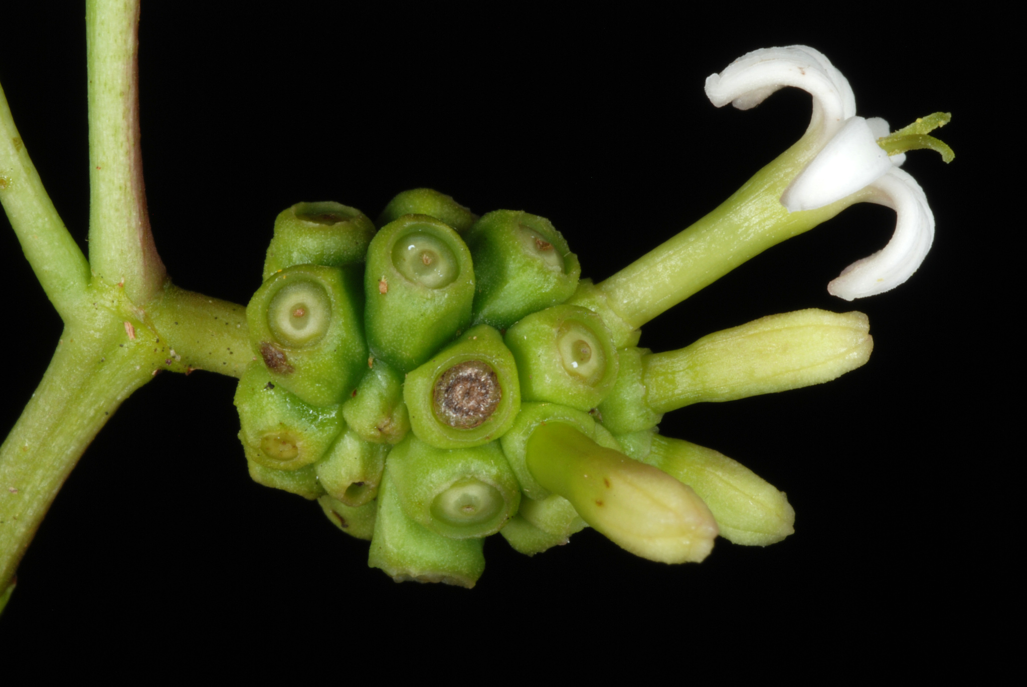Morinda