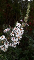 Diplostephium ericoides