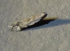 Battaristis concinnusella