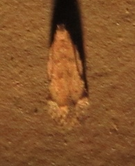 Battaristis concinnusella