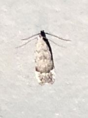 Battaristis concinnusella