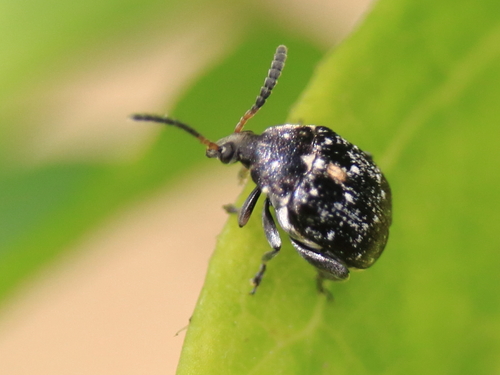 Representative image of Bruchus atomarius