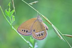 Coenonympha oedippus