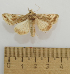 Autographa jota