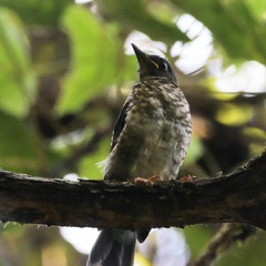 Turdus assimilis