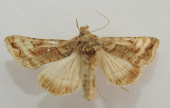 Autographa jota