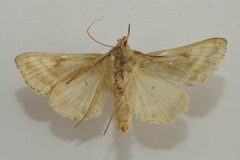 Autographa jota