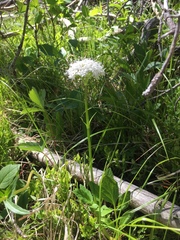 Valeriana californica