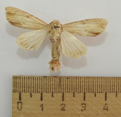 Apamea lithoxylaea