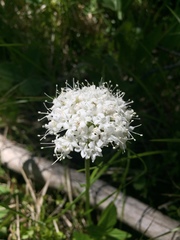 Valeriana californica