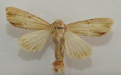 Apamea lithoxylaea