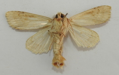 Apamea lithoxylaea