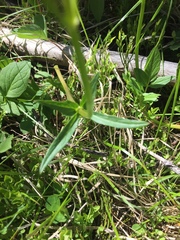 Valeriana californica