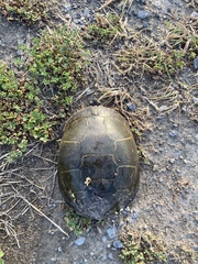 Chrysemys picta marginata