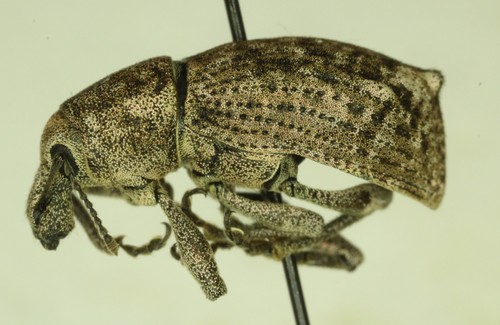 Warty Broad-nosed Weevil