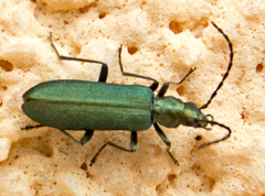 Ischnomera cinerascens