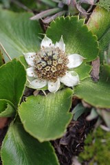 Eryngium humile