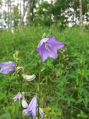 Campanula persicifolia