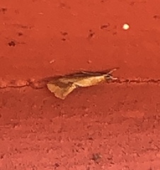 Batia lunaris