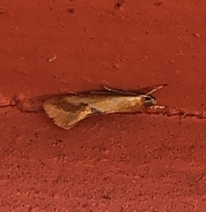 Batia lunaris