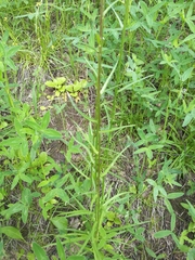 Campanula persicifolia