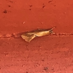 Batia lunaris