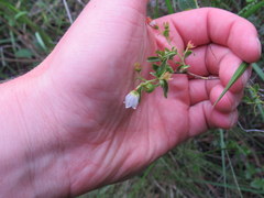 Vaccinium caesariense