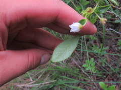 Vaccinium caesariense