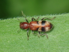 Enoclerus rosmarus