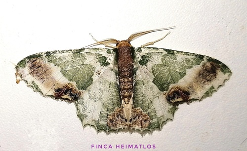 Lophochorista ockendeni