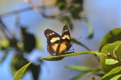 Pseudacraea lucretia expansa