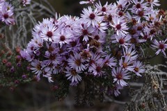 Diplostephium ericoides