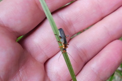 Metacantharis discoidea