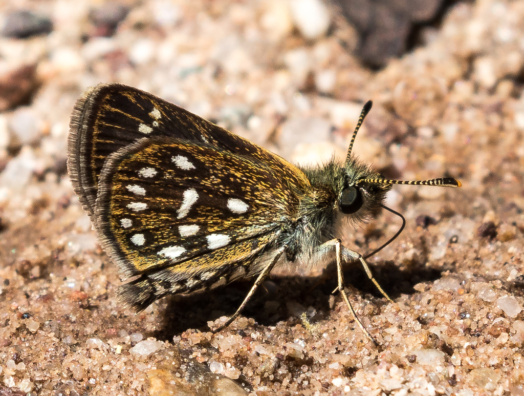 Many-spotted Skipperling
