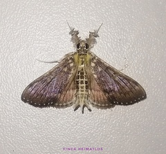 Apilocrocis excelsalis