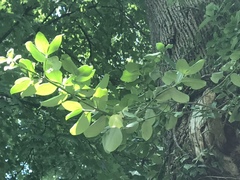 Magnoliopsida