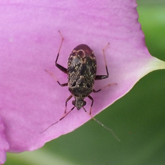 Charagochilus longicornis