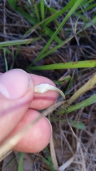 Gamochaeta chionesthes