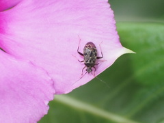 Charagochilus longicornis