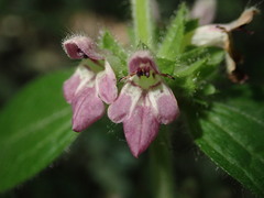 Stachys sylvatica