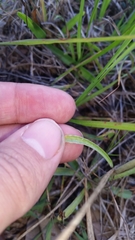 Gamochaeta chionesthes