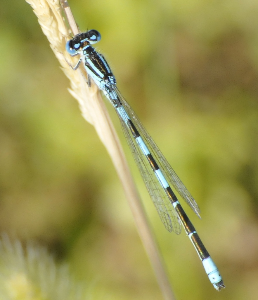 Mediterranean Bluet